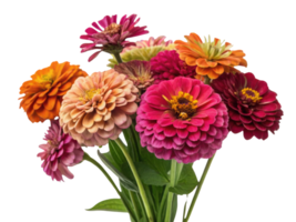 Vibrant zinnia flowers in various colors create stunning bouquet that brightens any space with their beauty and charm png
