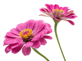 Beautiful zinnia flowers bloom vibrantly showcasing their delicate petals and bright colors, perfect for adding charm to any garden png
