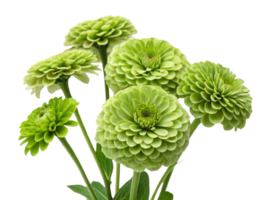 Zinnia flowers bloom in vibrant green hues showcasing their unique layered petals creating stunning visual display png