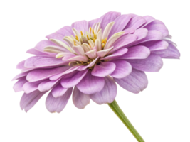 beautiful zinnia flower in soft purple hues showcases delicate petals and vibrant center, perfect for adding charm to any garden png