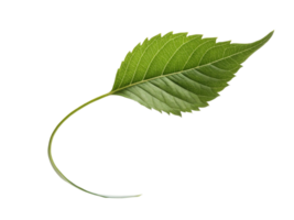 vibrant green leaf with smooth texture and pointed edges, symbolizing nature and freshness png