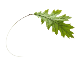 vibrant green oak leaf with distinct shape and texture, showcasing its natural beauty and intricate details png