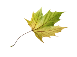 vibrant green and yellow maple leaf showcasing intricate veins and textures, symbolizing nature beauty and change png