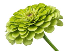 vibrant zinnia flower showcases its lush green petals and intricate layers, radiating beauty and freshness in any garden setting png