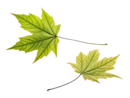 Fresh green leaves with intricate veins and textures, showcasing nature beauty and detail. Perfect for botanical themes and designs png