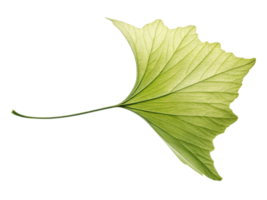 vibrant green leaf with unique shape, showcasing its intricate veins and texture, symbolizing nature beauty and freshness png