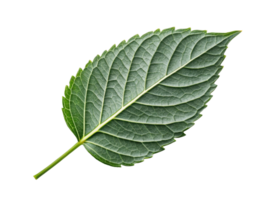 close up view of green leaf showcasing its intricate veins and texture, symbolizing nature beauty and vitality png