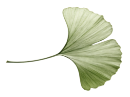 beautiful green ginkgo leaf with unique fan shape, showcasing its delicate veins and texture, perfect for nature lovers png