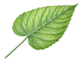 vibrant green leaf with intricate veins and smooth texture, symbolizing nature beauty and freshness png