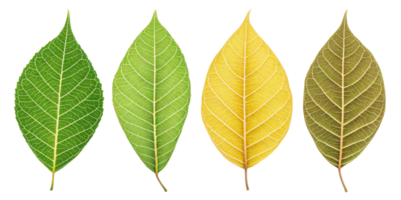 collection of four leaves showcasing different stages of color change from green to yellow and brown, symbolizing transition of seasons png