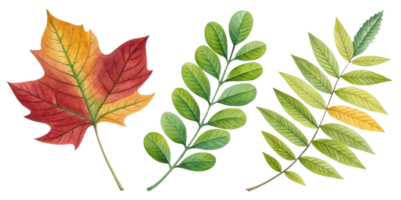 Colorful autumn leaves in various shapes and sizes, showcasing vibrant hues of red, green, and yellow, perfect for seasonal decor png