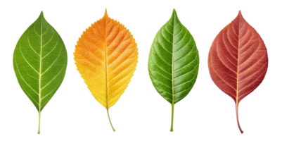 collection of leaves in various colors, showcasing beauty of nature and seasonal change png