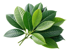 Fresh green leaves with varying shades and textures create vibrant natural display, perfect for enhancing any design or project png