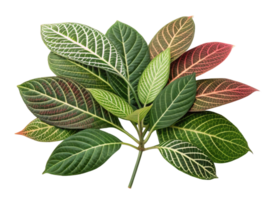 vibrant collection of various leaves showcasing different colors and patterns, creating beautiful natural display png