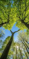 Green canopy with sunlight filtering through trees photo