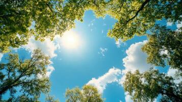 Bright sun shining through green trees in a clear sky photo