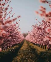 Blossom trees line the path in a spring orchard photo