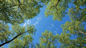 Nature view of green trees against a clear blue sky photo