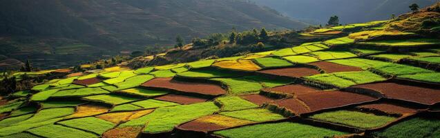 Golden rice fields in a stunning landscape photo