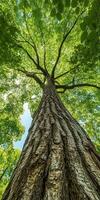 Towering tree reaches sunlight in vibrant forest canopy photo
