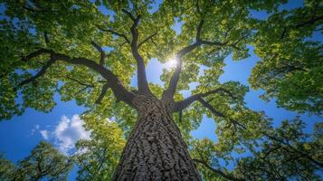 Majestic oak tree reaching towards the blue sky photo