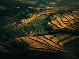 Stunning terraced fields bathed in golden sunlight at dusk photo