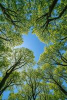 Green canopy offers serene view of blue sky photo