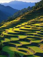 Terraced rice fields under sunlight in mountainous region photo