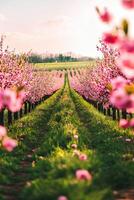Blossoming cherry orchard under the warm spring sun photo