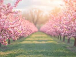 Blossoming cherry trees line a tranquil pathway at sunset photo