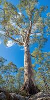 Majestic eucalyptus tree under bright blue sky photo