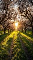 Blossoming orchard at sunrise with vibrant sunlight photo