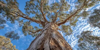 Majestic eucalyptus tree reaching towards the sky photo
