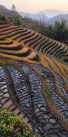 Terraced rice fields at dawn in a rural landscape photo