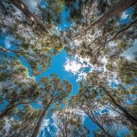 Looking up at vibrant eucalyptus trees in bright daylight photo