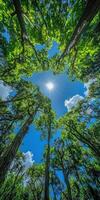 Bright sunlight filters through lush tree canopy in forest photo