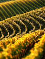 Vineyard rows create a stunning landscape during harvest photo