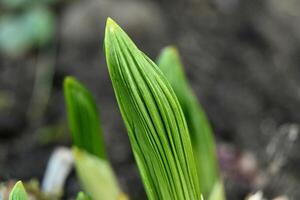 spring - large bright green shoots of a perennial plant photo