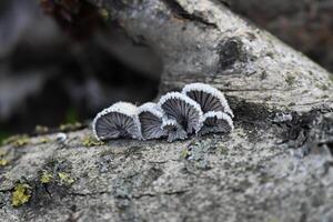 a group of mushrooms on a tree branch photo