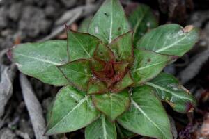 a small plant with green leaves and red stems photo