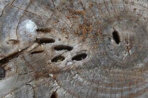 a close up of a tree stump with holes in it photo