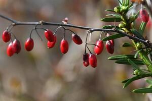 bright red barberry berries on a branch photo