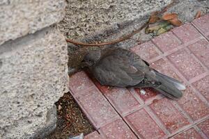 a bird is sitting on the ground next to a wall photo