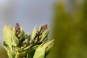 spring - the ornamental park shrub syringa has set buds photo