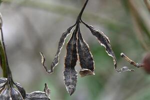 a plant with dried leaves and stems photo