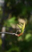 a single leaf bud on a tree branch photo