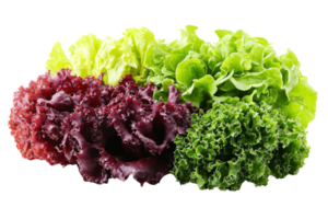 A vibrant display of fresh leafy lettuces in assorted colors and textures ideal for salads png