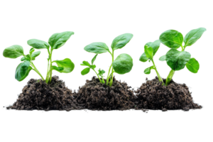 A trio of vibrant green sprouts emerge from mounds of rich soil symbolizing growth and new beginnings png