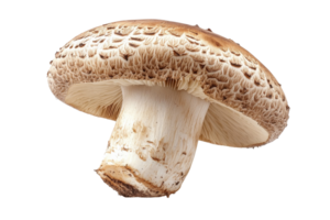 Isolated mushroom with textured brown cap and smooth white stem emphasizing fresh natural food png