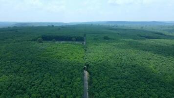 Lush Green Landscape with a Long Road Through Dense Vegetation video